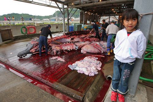 日本屠宰鯨魚現場。
