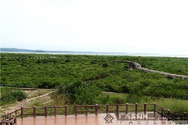 保護紅樹林 北侖河口保護區五年新添14類物種