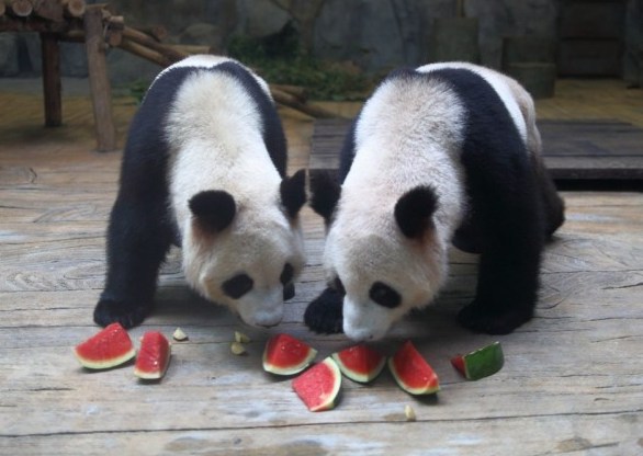 全國持續高溫 動物消暑有妙方