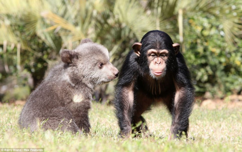 它們在動物園內(nèi)演繹了一段“跨界”友誼，成了形影不離的好朋友。