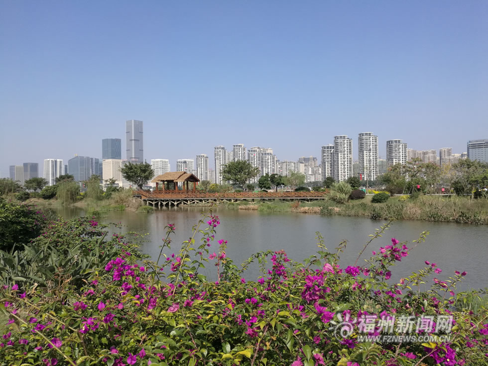 “福州藍”下,福州公園成金色花海